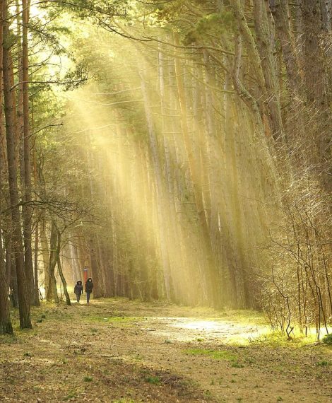 forest, trees, sunlight, the path, the road in the forest, track, nature, landscape, walk in the woods, forest road, hiking trail, couple on a walk, walk, couple together, relation, relaxation, oxygenate, rest, fresh air, the mask, covid, sunset, close up, forest, hiking trail, hiking trail, walk, relation, relation, rest, rest, fresh air, fresh air, fresh air, fresh air, fresh air